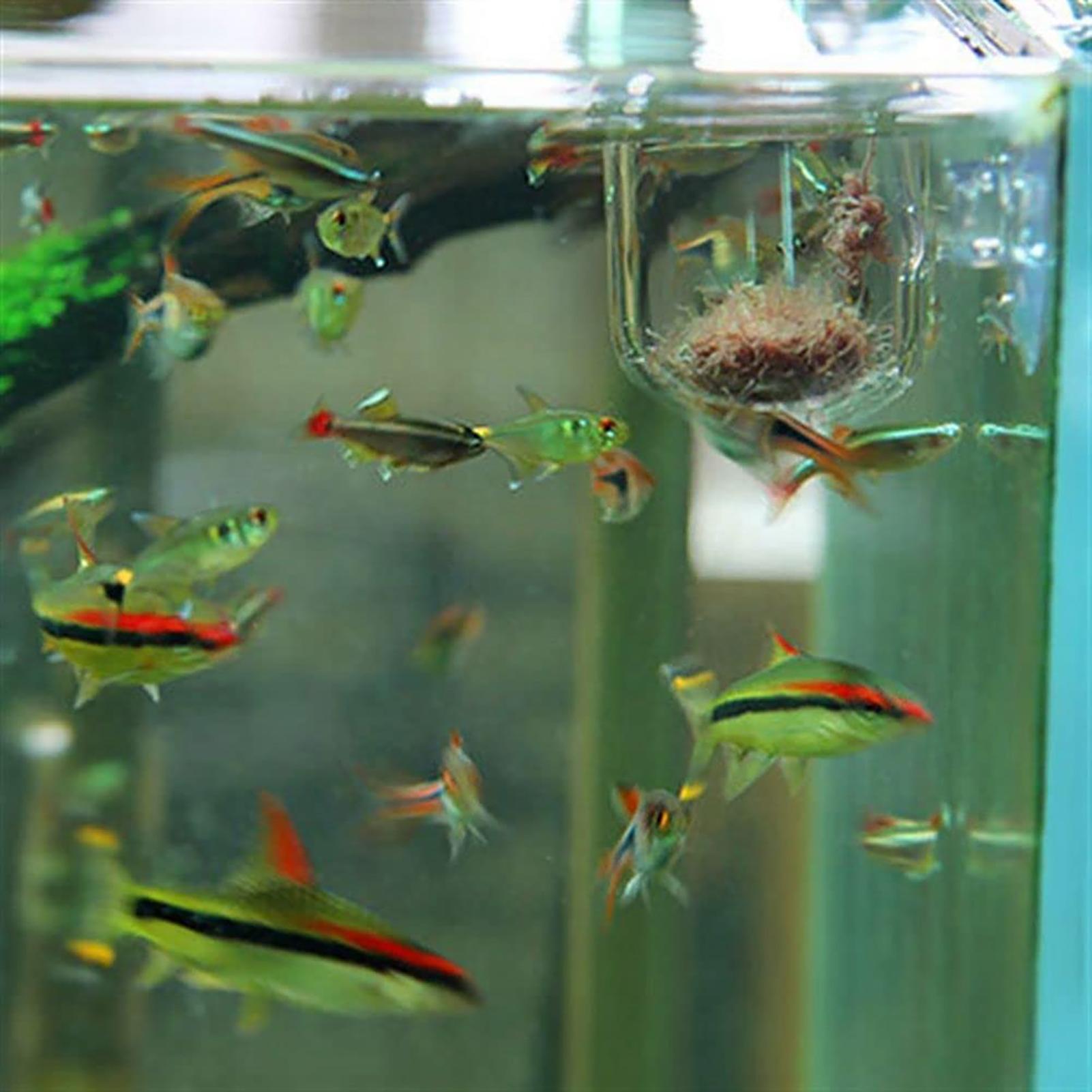 Plant Holder for Fish Tank Cle - Planted Aquarium Tools recension och pris